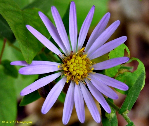 {Symphyotrichum patens}